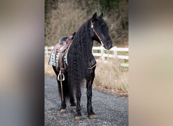 Fries paard, Ruin, 8 Jaar, Zwart