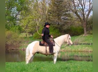 Fries paard, Ruin, 9 Jaar, 142 cm, Palomino