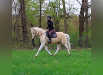 Fries paard, Ruin, 9 Jaar, 142 cm, Palomino