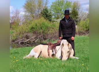 Fries paard, Ruin, 9 Jaar, 142 cm, Palomino