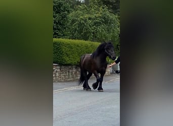 Fries paard Mix, Ruin, 9 Jaar, 155 cm, Zwart