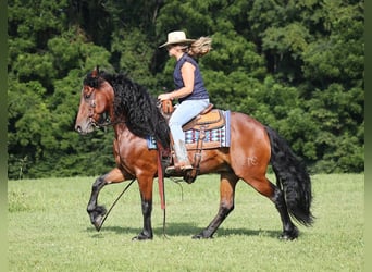 Fries paard, Ruin, 9 Jaar, 157 cm, Roodbruin