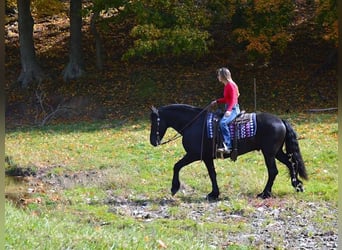 Fries paard, Ruin, 9 Jaar, 157 cm, Zwart