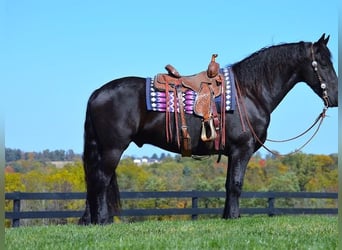 Fries paard, Ruin, 9 Jaar, 157 cm, Zwart