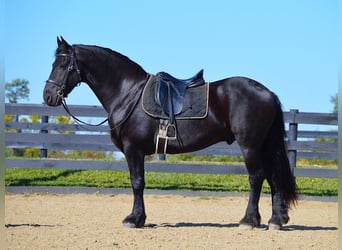 Fries paard, Ruin, 9 Jaar, 157 cm, Zwart