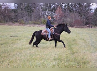 Fries paard, Ruin, 9 Jaar, 160 cm, Zwart