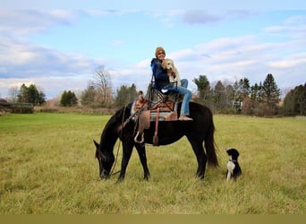 Fries paard, Ruin, 9 Jaar, 160 cm, Zwart