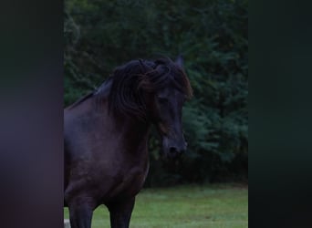 Fries paard, Ruin, 9 Jaar, 163 cm