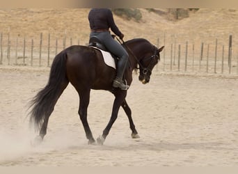 Fries paard, Ruin, 9 Jaar, 163 cm