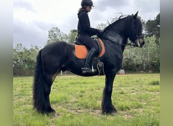 Fries paard Mix, Ruin, 9 Jaar, 163 cm, Zwart