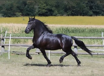 Fries paard, Ruin, 9 Jaar, 163 cm, Zwart