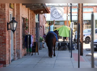 Fries paard, Ruin, 9 Jaar, 163 cm, Zwart