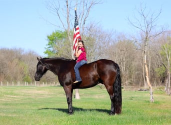 Fries paard, Ruin, 9 Jaar, 163 cm, Zwart