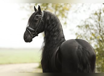 Fries paard, Ruin, 9 Jaar, 165 cm, Zwart