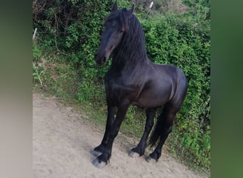 Fries paard, Ruin, 9 Jaar, 169 cm, Zwart