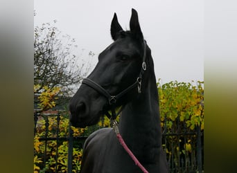 Fries paard, Ruin, 9 Jaar, 170 cm, Zwart