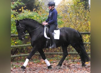 Fries paard, Ruin, 9 Jaar, 170 cm, Zwart