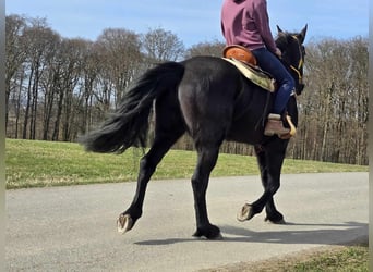 Fries paard Mix, Ruin, 9 Jaar, 172 cm, Zwart