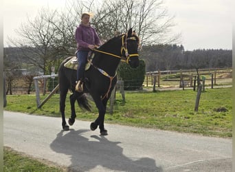 Fries paard, Ruin, 9 Jaar, 172 cm, Zwart