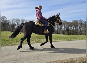 Fries paard, Ruin, 9 Jaar, 172 cm, Zwart