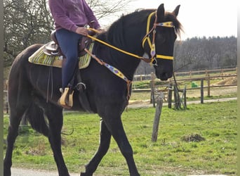 Fries paard Mix, Ruin, 9 Jaar, 172 cm, Zwart