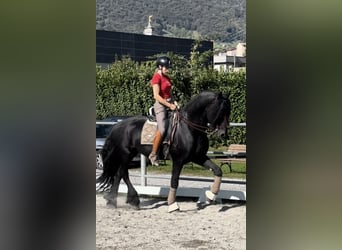 Fries paard, Ruin, 9 Jaar, 172 cm, Zwart