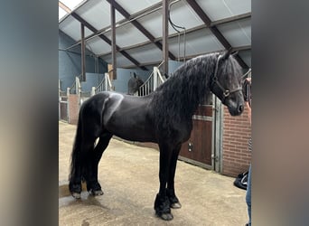 Friesen, Hengst, 10 Jahre, 166 cm, Rappe