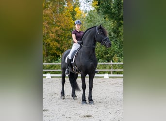 Friesen, Hengst, 11 Jahre, 165 cm, Rappe