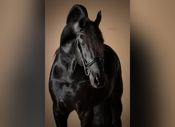 Friesen, Hengst, 11 Jahre, 165 cm, Rappe