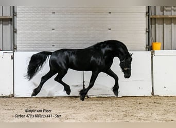 Friesen, Hengst, 11 Jahre, 165 cm, Rappe