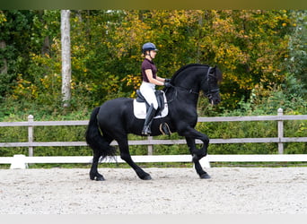 Friesen, Hengst, 11 Jahre, 165 cm, Rappe
