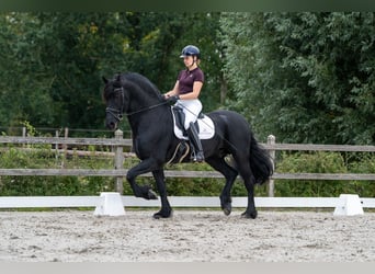 Friesen, Hengst, 11 Jahre, 165 cm, Rappe