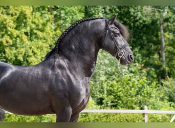 Friesen, Hengst, 11 Jahre, 165 cm, Rappe