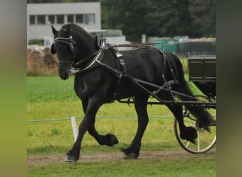 Friesen, Hengst, 12 Jahre