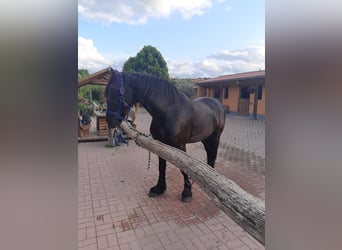Friesen, Hengst, 14 Jahre, 158 cm