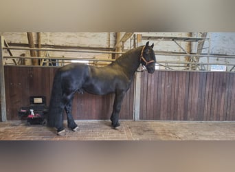Friesen, Hengst, 14 Jahre, 164 cm, Rappe