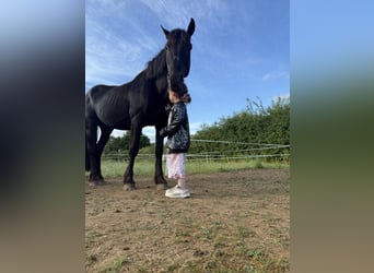Friesen Mix, Hengst, 15 Jahre, 142 cm, Rappe