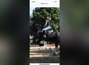 Friesen, Hengst, 15 Jahre, 165 cm, Rappe
