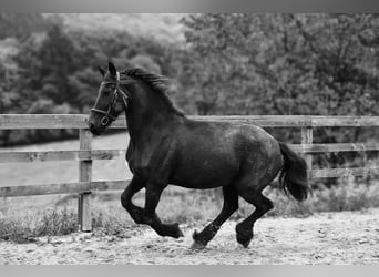 Friesen, Hengst, 15 Jahre, 175 cm