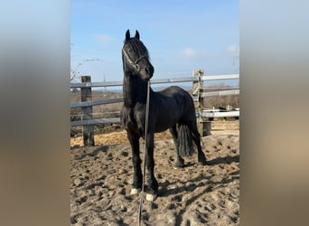 Friesen, Hengst, 16 Jahre, 167 cm, Rappe