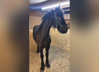 Friesen, Hengst, 1 Jahr, 135 cm, Rappe