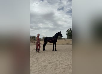 Friesen, Hengst, 1 Jahr, 148 cm, Rappe