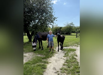 Friesen, Hengst, 1 Jahr, 148 cm, Rappe