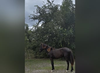 Friesen, Hengst, 1 Jahr, 163 cm, Rappe