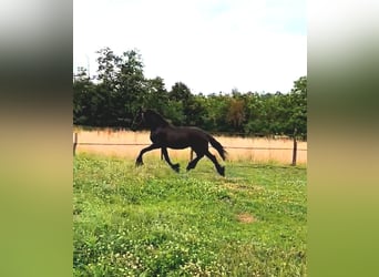 Friesen, Hengst, 1 Jahr, 165 cm, Rappe