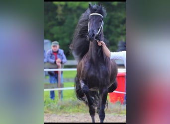 Friesen, Hengst, 1 Jahr, 165 cm, Rappe