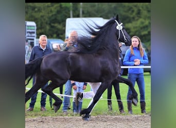 Friesen, Hengst, 1 Jahr, 165 cm, Rappe