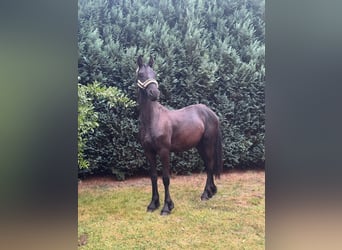 Friesen, Hengst, 1 Jahr, 170 cm, Rappe