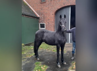 Friesen Mix, Hengst, 1 Jahr