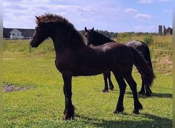 Friesen, Hengst, 1 Jahr, Rappe